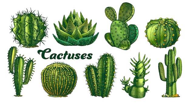conjunto de cactos em estilo de linha mono na moda - art déco. pode ser usado como selo, cartão postal ou impressão. ilustração vetorial esboçada de cactos. flores do deserto sem vasos.