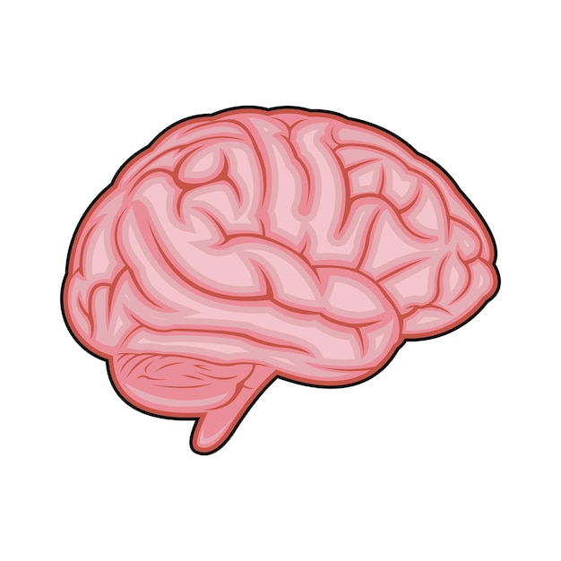 Vetor ilustração do cérebro