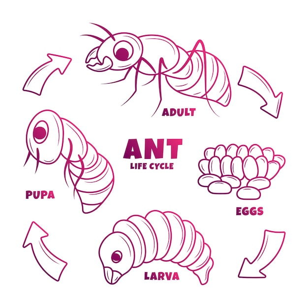 Ilustração do ciclo de vida da formiga com estilo de contorno gradiente desenhado à mão