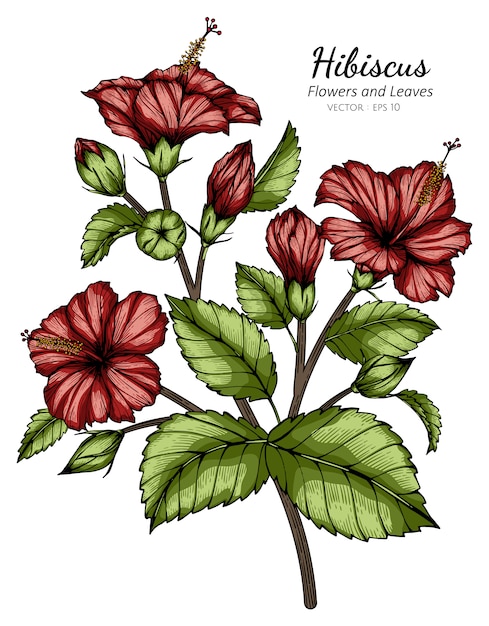 Ilustração do desenho da flor e da folha do hibiscus vermelho com linha arte nos fundos brancos.