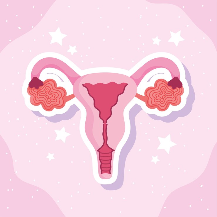 Vetor ilustração do esquema de biologia do sistema reprodutivo humano feminino