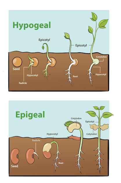 Vetor ilustração do infográfico de germinação de sementes