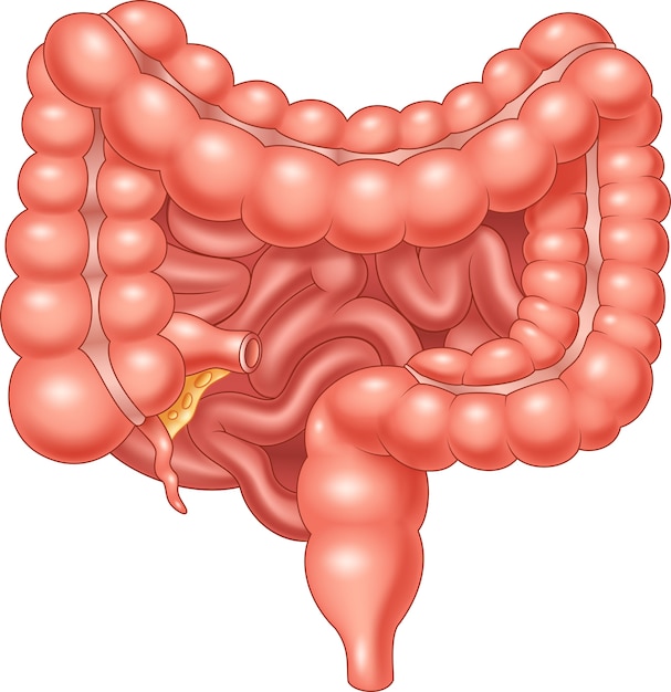 Vetor ilustração do intestino grosso e delgado