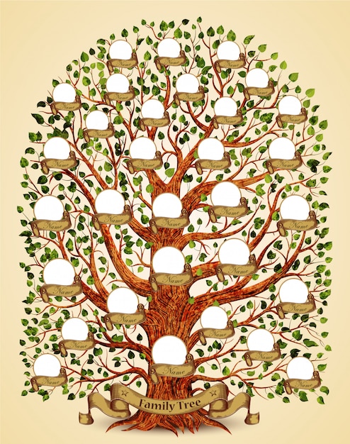 Vetor ilustração do modelo da árvore genealógica