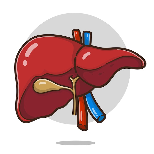 Pessoas Saudáveis, Felizes E Doentes, Que São. Caracteres De Fígado Kawaii.  Ilustração Isolada Por Vetor Em Desenho Plano E Desenh Ilustração do Vetor  - Ilustração de insalubre, médico: 241911174