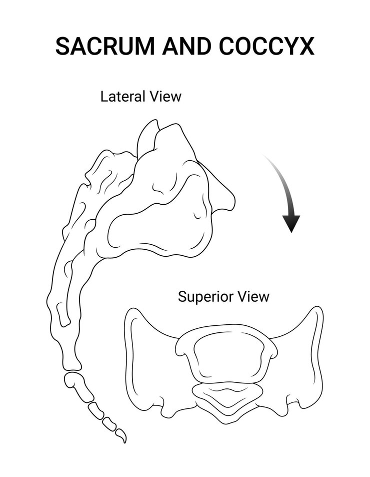 Vetor ilustração do sacro e do coccíx