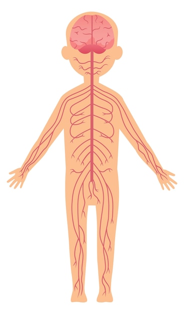 Vetor ilustração do sistema nervoso humano cérebro e nervos periféricos