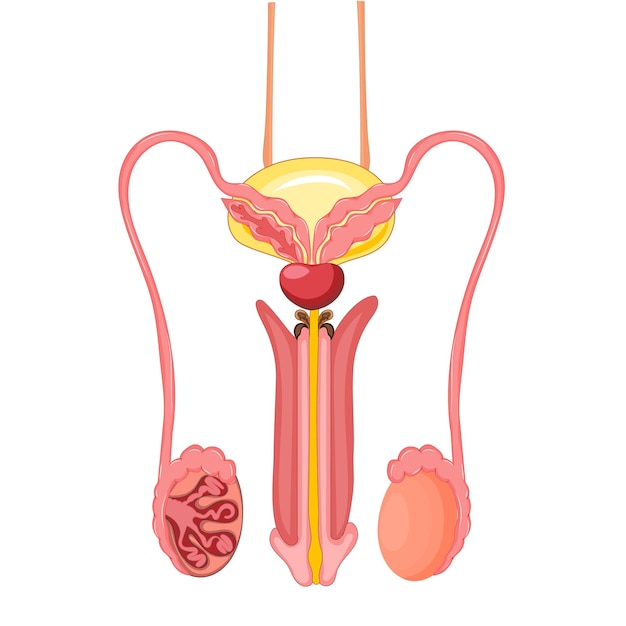 Vetor ilustração do sistema reprodutivo masculino