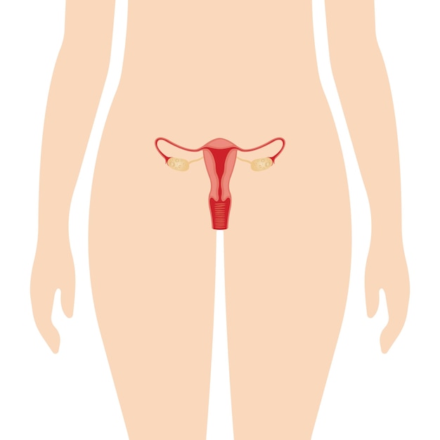 Vetor ilustração do sistema reprodutor feminino. anatomia humana.