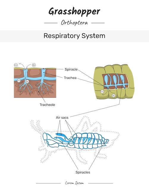 Vetor ilustração do sistema respiratório com texto
