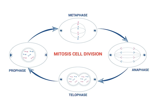 Ilustração do vetor da mitose, da profase celular, da metafase, da anafase, da telofase, da divisão celular