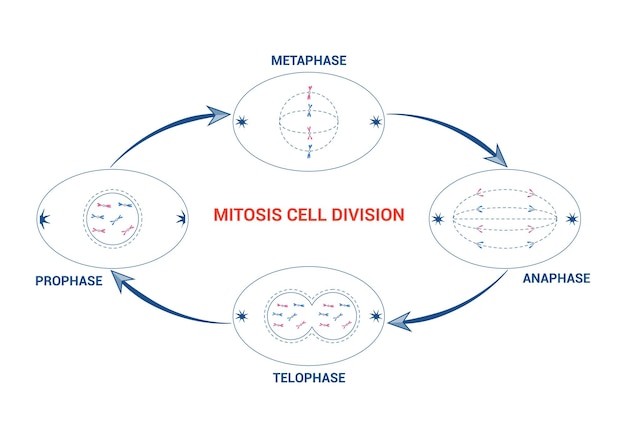 Vetor ilustração do vetor da mitose, da profase celular, da metafase, da anafase, da telofase, da divisão celular