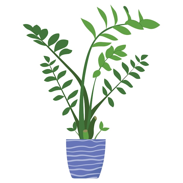 Ilustração do vetor da planta zamioculcas em vaso planta de casa de folha verde isolada em branco