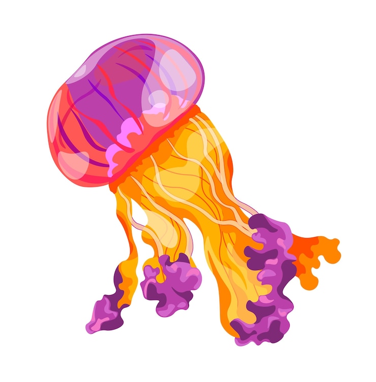 Vetor ilustração do vetor de águas-vivas laranja vibrante