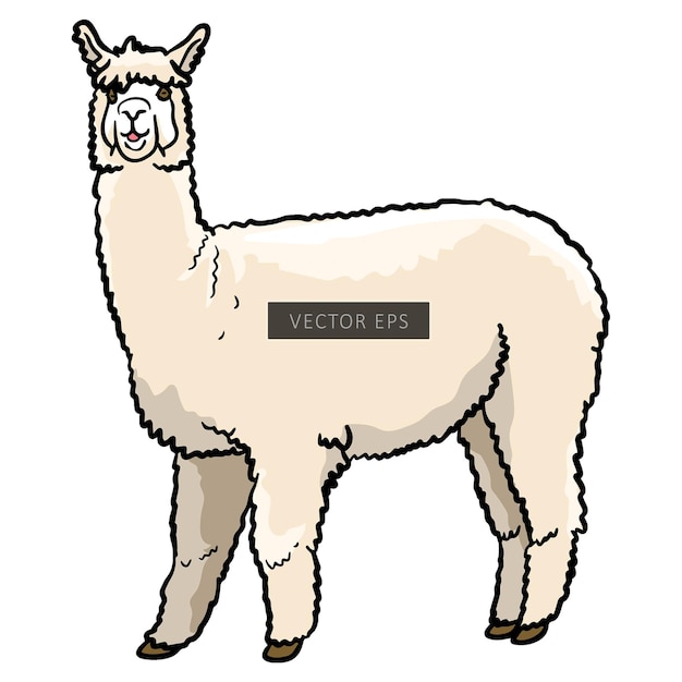 Vetor ilustração do vetor de animais selvagens alpaca liama