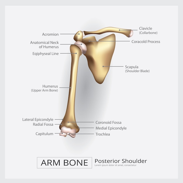Ilustração do vetor de osso do braço do ombro