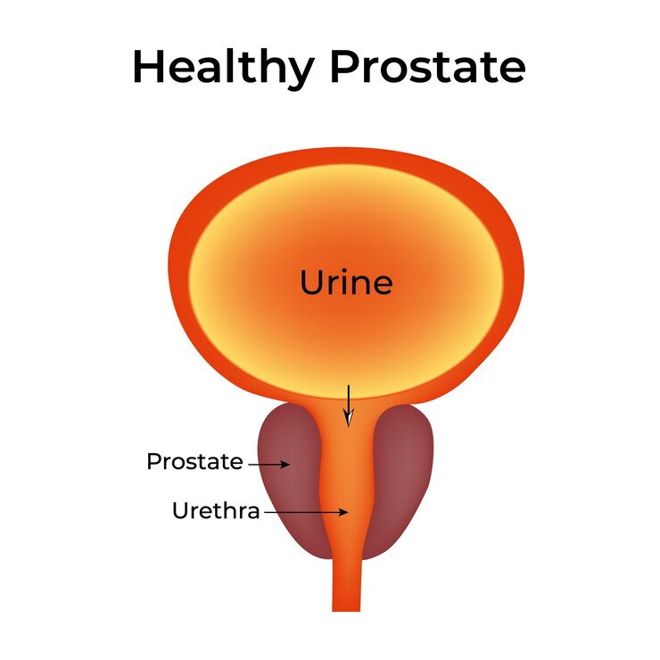 Vetor ilustração do vetor de urina da uretra da próstata saudável
