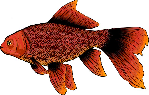 Vetor ilustração do vetor red drum redfish