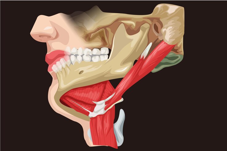 Vetor ilustração dos músculos relacionados ao queixo e pescoço do corpo humano