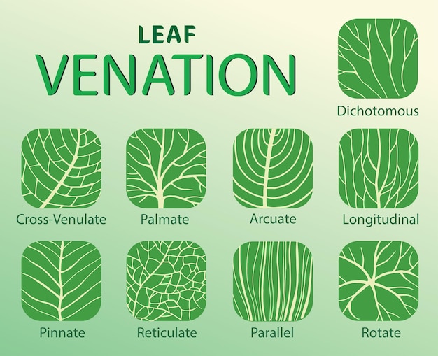 Vetor ilustração dos tipos de nervação foliar