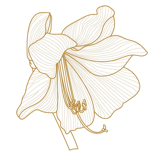 Vetor ilustração dourada da flor isolada no vetor de fundo branco