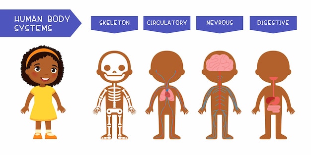 Vetor ilustração educacional de sistemas do corpo humano para crianças