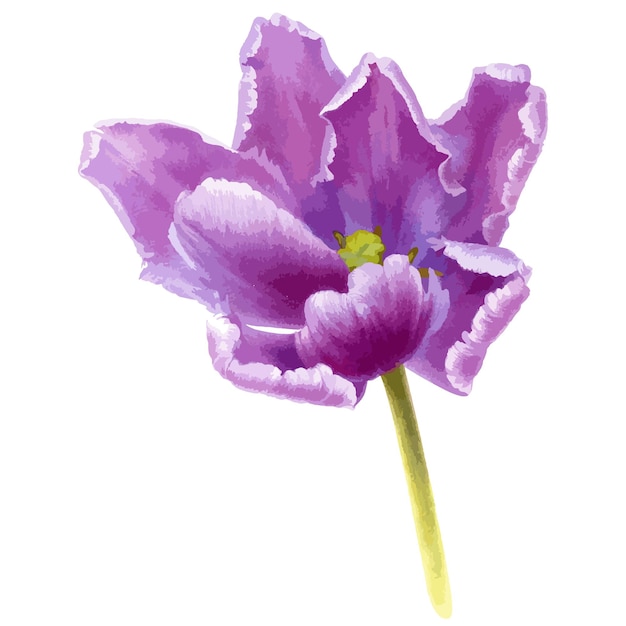 Ilustração em aquarela botânica vetorial de flor de tulipa de papagaio roxo