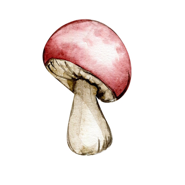 Ilustração em aquarela com cogumelo vermelho. Elemento desenhado à mão. Cogumelo bonito da floresta isolado.