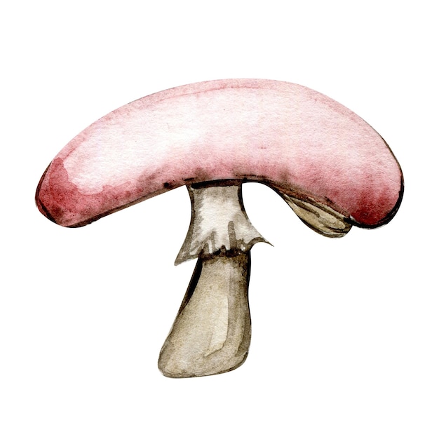 Ilustração em aquarela com cogumelo vermelho. Elemento desenhado à mão. Cogumelo bonito da floresta isolado.