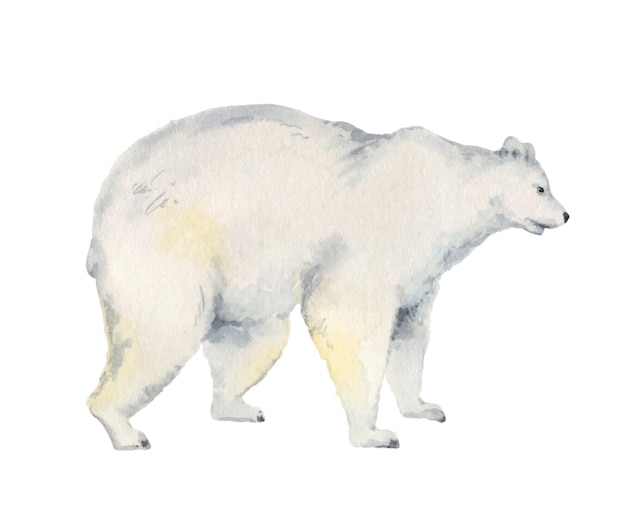 Ilustração em aquarela com um urso isolado em um fundo branco