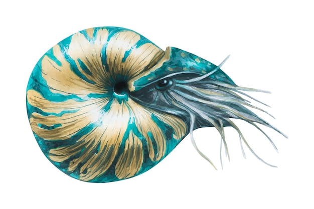 Ilustração em aquarela da concha do molusco marinho nautilus em espiral de cefalópodes de cor azul-beige