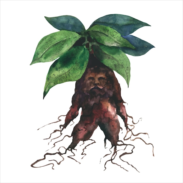 Ilustração em aquarela da planta mandrágora ilustração em aquarela mão desenhada erva mandrágora mágica w