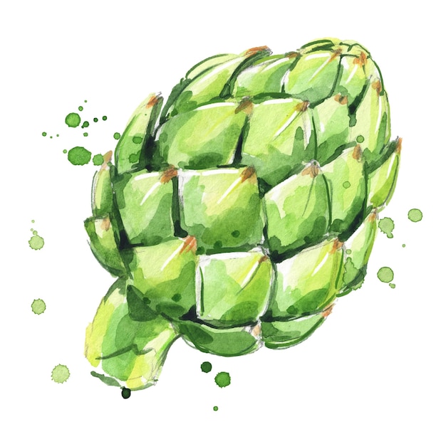 Ilustração em aquarela de alcachofra