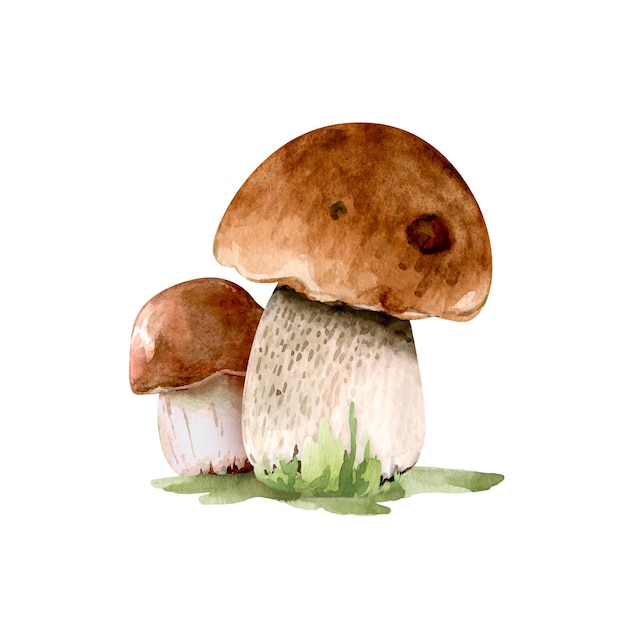 Ilustração em aquarela de cogumelos marrons comestíveis na grama, com base em um fundo branco.