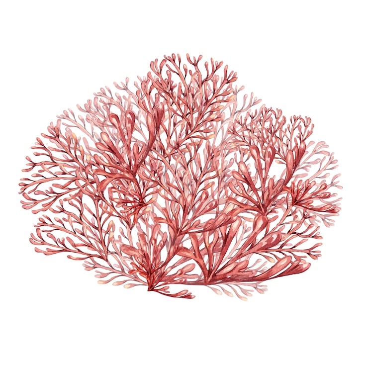 Vetor ilustração em aquarela de coral de plantas marinhas isolada em fundo branco rosa agar agar algas phyllophora desenhado à mão elemento de design para rótulo de pacote publicidade embrulho coleção marinha