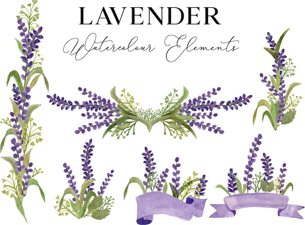 Vetor ilustração em aquarela de flor de lavanda