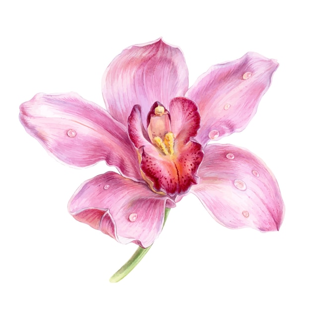 Ilustração em aquarela de flor de orquídea rosa um elemento