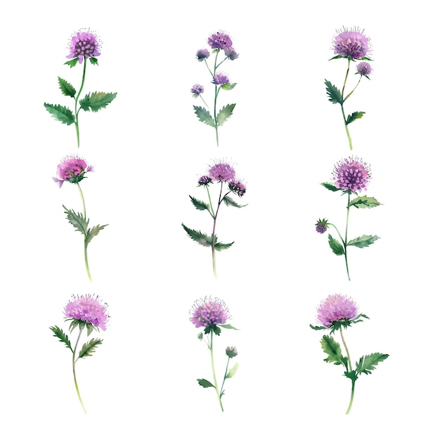 Ilustração em aquarela de flores de cardo isoladas em fundo branco