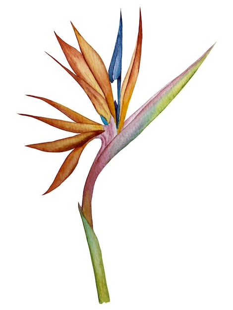 Vetor ilustração em aquarela de flores de strelitzia de plantas tropicais