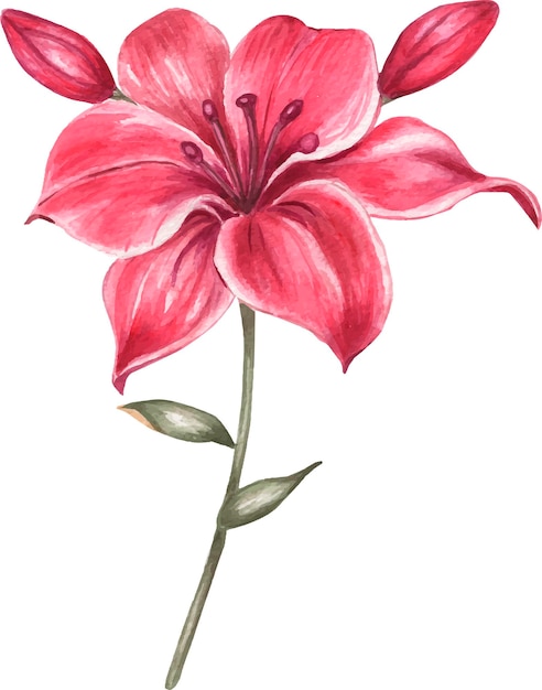 Ilustração em aquarela de lírio rosa.