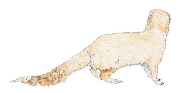 Ilustração em aquarela de meerkat