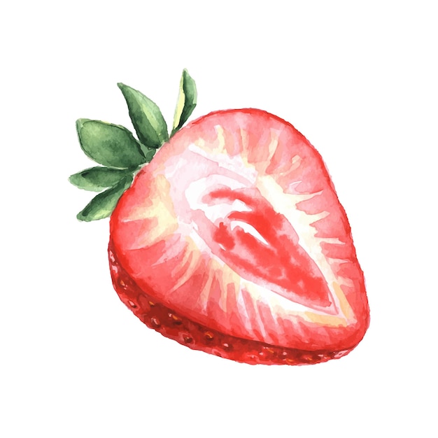 Vetor ilustração em aquarela de morango vermelho baga doce fresca isolada no fundo branco