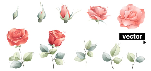 Ilustração em aquarela de pacote de rosas cor de rosa. gráfico de vetor claro de flores, botões, folhas e ramos do jardim. perfeito para saudação, cartão de casamento ou modelo de design de convite.