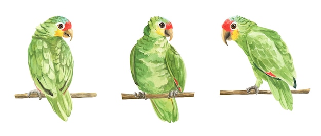 Ilustração em aquarela de papagaio verde com cabeça vermelha