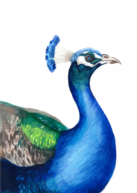 Vetor ilustração em aquarela de pavão fofo