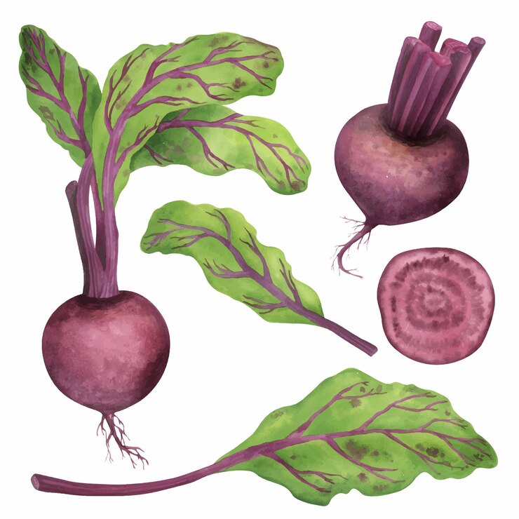 Vetor ilustração em aquarela de raiz de beterraba coleção de clipart desenhada à mão de alimentos conjunto de clipart de elementos botânicos arte da cozinha