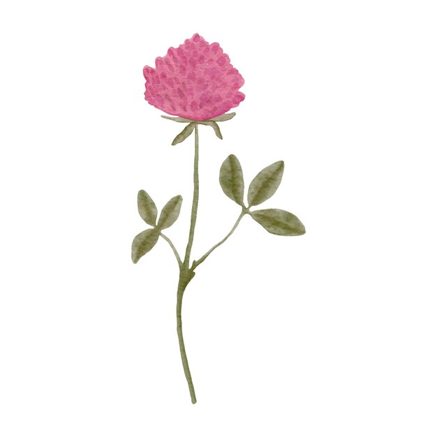 Vetor ilustração em aquarela de trevo rosa