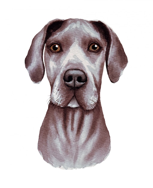 Vetor ilustração em aquarela de um cachorro engraçado. raça de cachorro popular. cão. dogue alemão. personagem feito à mão, isolado no branco