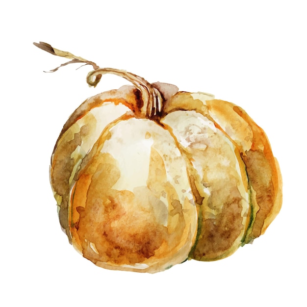 Ilustração em aquarela de uma abóbora autumn harvest cucurbita