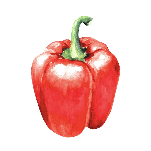 Ilustração em aquarela vegetal de pimenta vermelha desenhado à mão